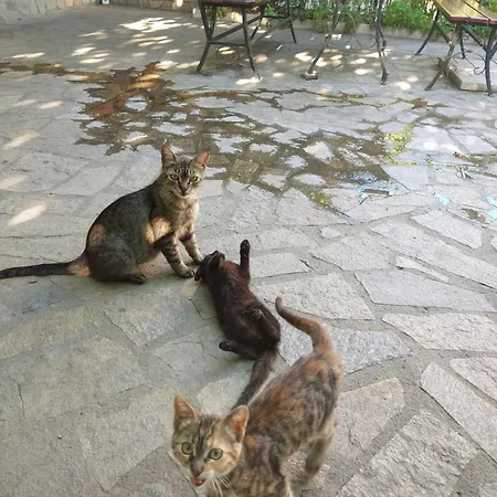 Cozy 2 Bedroom With Terrace Near The Beach And Park Appartamento Varna