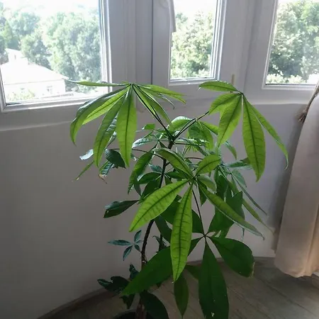 Cozy 2 Bedroom With Terrace Near The And Park Варна